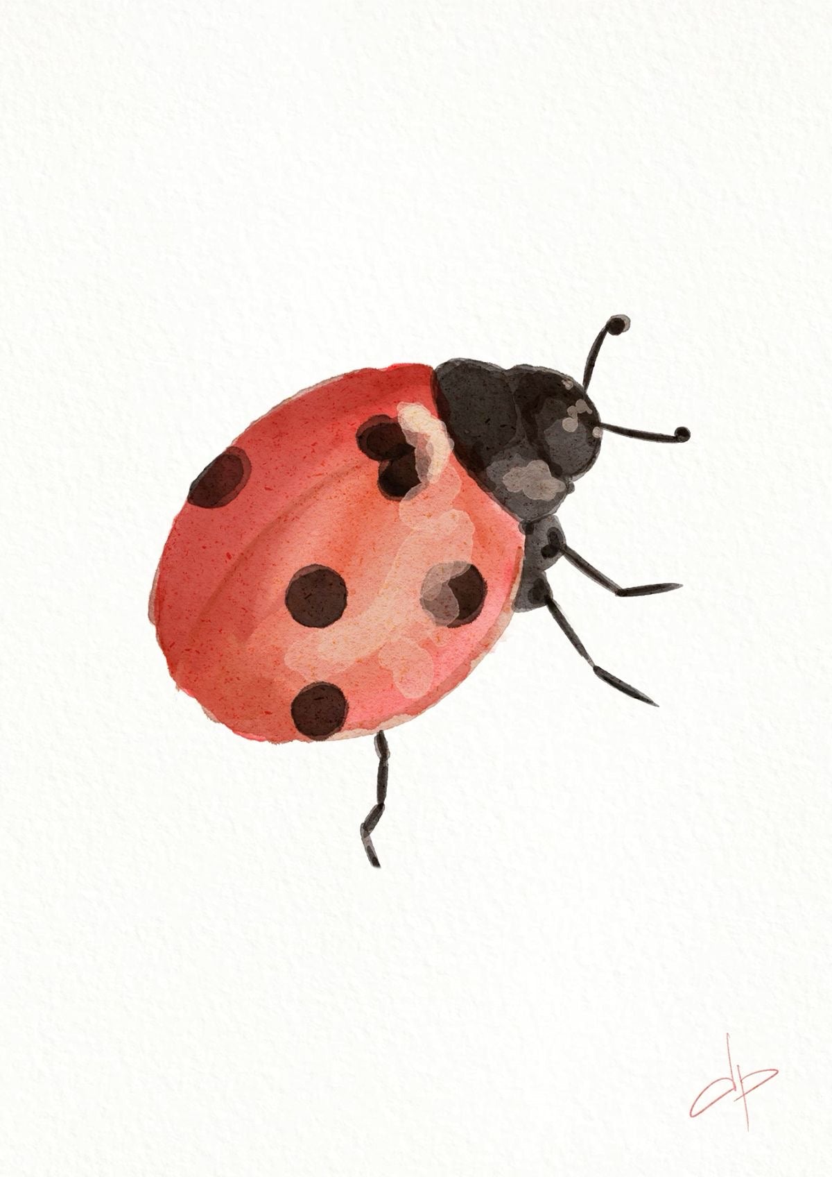 Ladybug